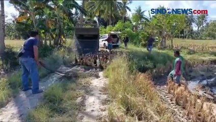 Warga Alami Kerugian Puluhan Juta Rupiah Akibat Pencurian Itik