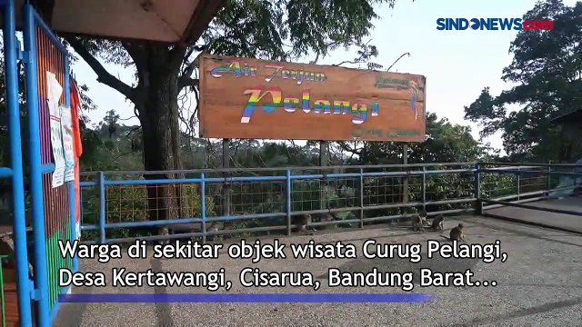 Rusak Atap Rumah, Monyet Ekor Panjang Masuk Permukiman Warga di Bandung Barat