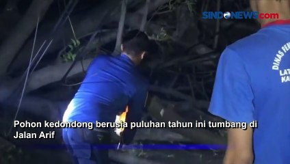 Pohon Kedondong Tumbang, Seorang Pengendara Motor Tewas