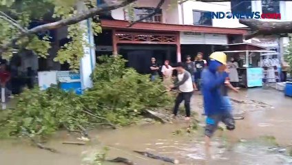 Download Video: Sejumlah Pohon Tumbang Timpa Kendaraan di Pangkep Akibat Hujan Deras