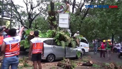 Download Video: Evakuasi 6 Penumpang Mobil yang Tertimpa Pohon Tumbang di Makassar Berjalan Dramatis