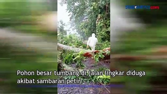 Diduga Tersambar Petir, Pohon Besar di Moga Pemalang Tumbang