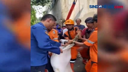 Petugas Temukan Ular Sanca Sepanjang 6 Meter saat Bersihkan Gorong-gorong di Tebet