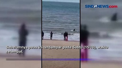 Paus Orca Terdampar di Belanda,  Akhirnya Mati