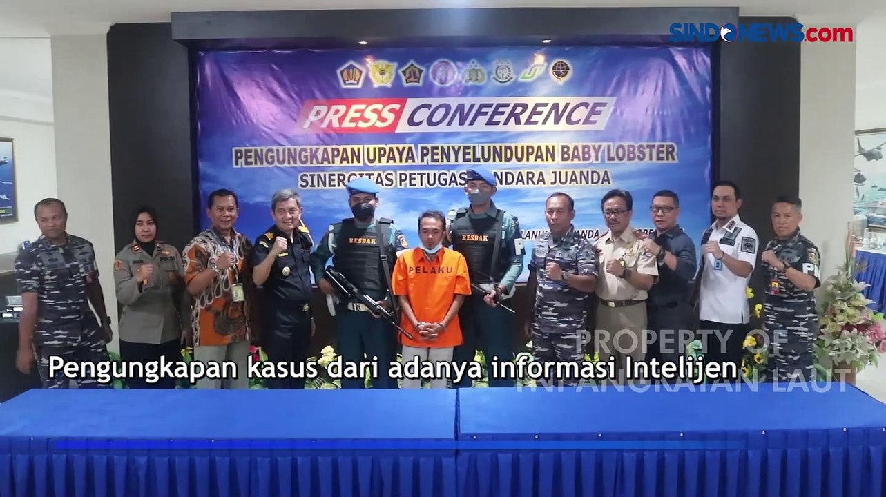 TNI AL dan Bea Cukai Gagalkan Penyelundupan Baby Lobster di Bandara Juanda