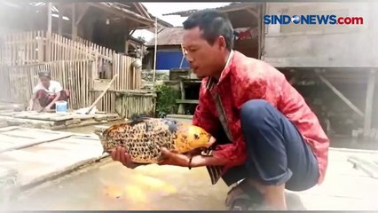 Mampu Hasilkan Ikan Mas Jumbo dengan Bobot 10 Kg, Ini Rahasia Petani Ikan di Lebak