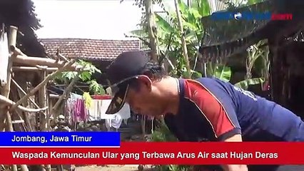 Download Video: Waspada Kemunculan Ular yang Terbawa Arus Air saat Hujan Deras