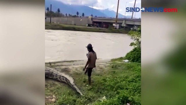 Beri Makan Buaya di Sungai Palu, Pria Nyaris Diterkam