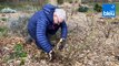 Roland Motte, jardinier : tailler les rosiers buisson