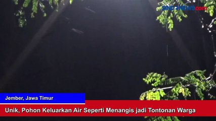 Fenomena Pohon Menangis Gegerkan Warga Jember, Begini Penampakannya