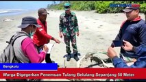 Geger Penemuan Tulang Belulang Sepanjang 50 Meter di Tepi Pantai Bengkulu