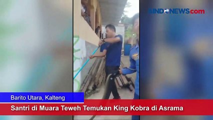 Santri di Muara Teweh Temukan King Kobra di Asrama