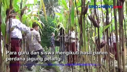 Pesantren Al Islahiyah Cianjur, Sukses Panen Jagung Pelangi