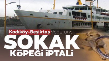 Kadıköy-Beşiktaş Vapur Seferine 'Sokak Köpeği' İptali! Kaptan Anons Yaptı Vatandaşlar Tepki Gösterdi