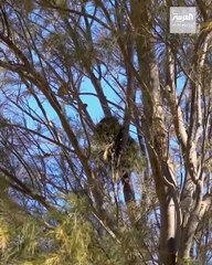 الزعاق: دخول الأمطار الصيفية خلال الأيام الحالية