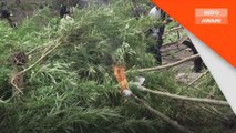 Polis Indonesia hapuskan 11 hektar ladang ganja