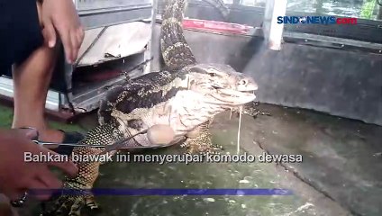 Unik, Mengenal Biawak Jumbo Sebesar Komodo