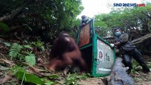 Akhirnya Kembali ke Hutan, Begini Momen Lepasliar 3 Orang Utan di Katingan