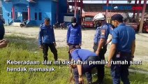 Ular Sanca Sepanjang 5 Meter Masuk Dapur Warga di Sumatera Utara