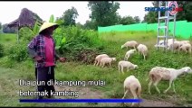 Tukang Ojek Sepeda di Kota Tua Jakarta, Sukses Alih Profesi jadi Peternak Kambing di Pemalang