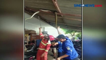 Bergelantungan Bahayakan Pengunjung, Kantor Bank di Tuban Diteror Ular Piton