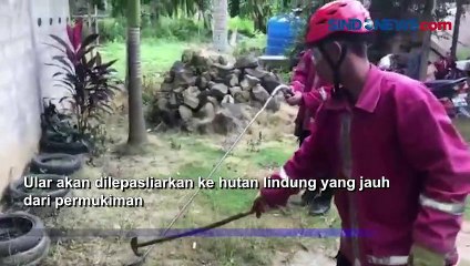 Petugas  Damkar Evakuasi Kobra Masuk Gudang di Sebatik