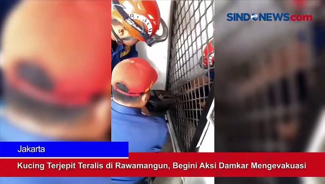 Kucing Terjepit Teralis di Rawamangun, Begini Aksi Damkar Mengevakuasi