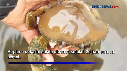 Raup Cuan dengan Budi Daya Kepiting Soka