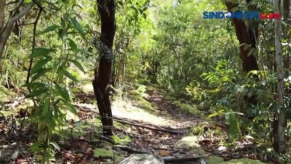 Melancong ke Belitung Timur, Mengunjungi Bukit Lumut hingga Menjumpai Tarsius