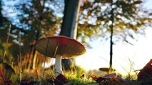 Can a “Wood-Wide Web” of Fungi Really Connect Trees in a Forest?