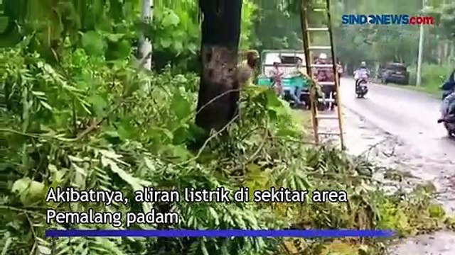 Pohon Jati Tumbang Diterjang Angin Kencang di Jalur Slarang Pemalang