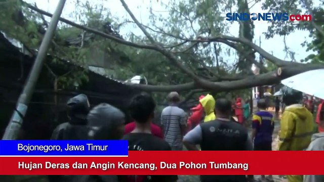 Hujan Deras dan Angin Kencang, Dua Pohon Tumbang