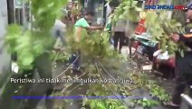 Angin Kencang Menerjang, Pohon Angsana Tumbang di Pondok Aren