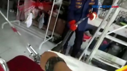 Sembunyi di Plafon Rumah, Evakuasi Biawak Berlangsung 2 Jam di Palangka Raya