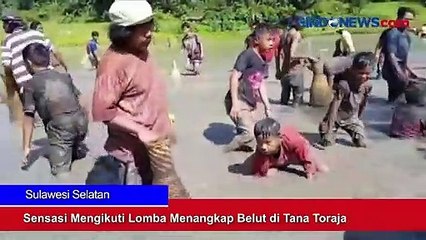 Sensasi Mengikuti Lomba Menangkap Belut di Tana Toraja