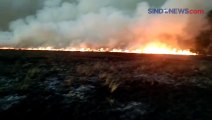 Diduga Ulah Pemburu Liar, Kawasan Hutan Taman Nasional Way Kambas Terbakar