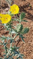 यह कौनसा पेड़ है?  कितने लोग जानते हैं?  How many people know this?