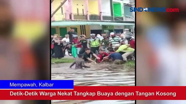 Detik-Detik Warga Nekat Tangkap Buaya dengan Tangan Kosong di Mempawah
