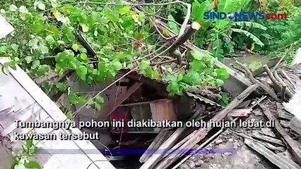 Kios Hancur Tertimpa Pohon Waru Tumbang di Pemalang