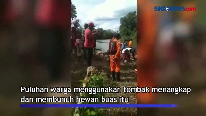 Warga Sorong Tangkap Buaya 6 Meter, Korban yang Dimangsa Masih Hilang