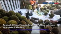 Musim Durian di Palabuhanratu, Tengkulak Raup Untung hingga Rp75 Juta