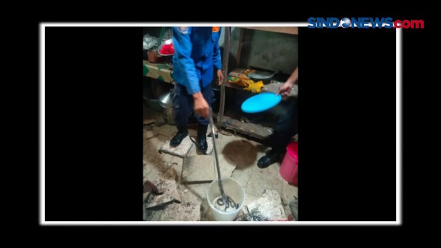 Belasan Kobra dan Puluhan Telur Ular Siap Menetas Ditemukan di Dapur Rumah Warga