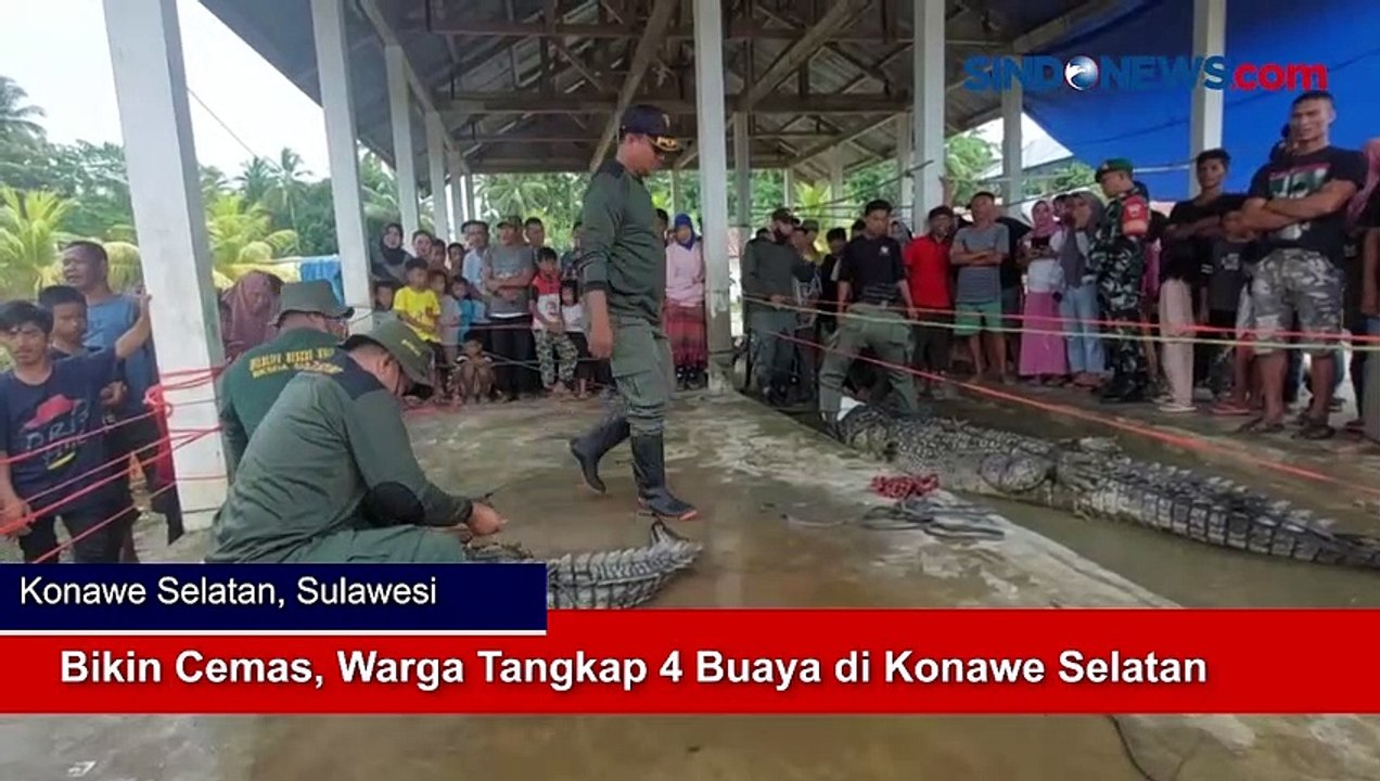 Bikin Cemas, Warga Tangkap 4 Buaya di Konawe Selatan