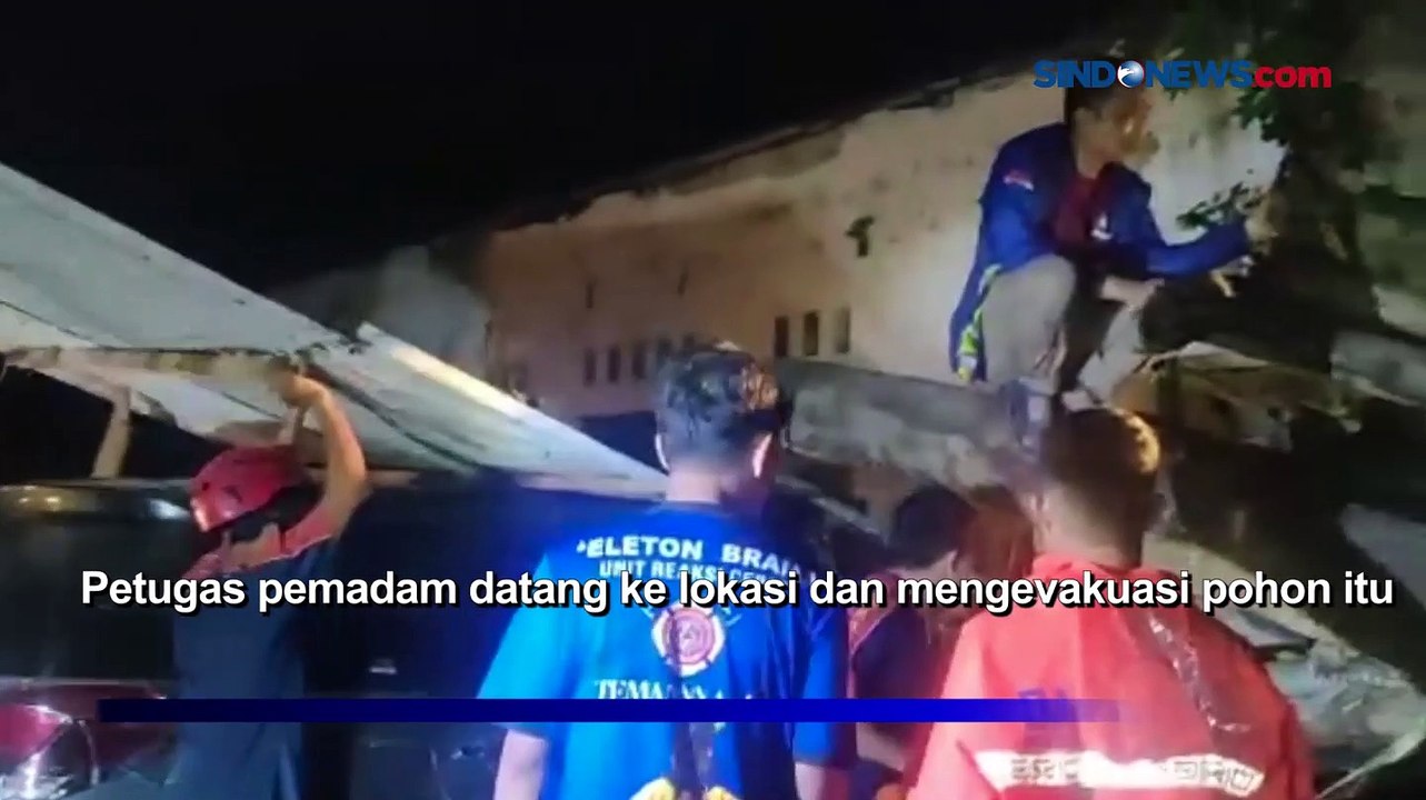 3 Mobil Tertimpa Pohon Tumbang saat Parkir di Parepare