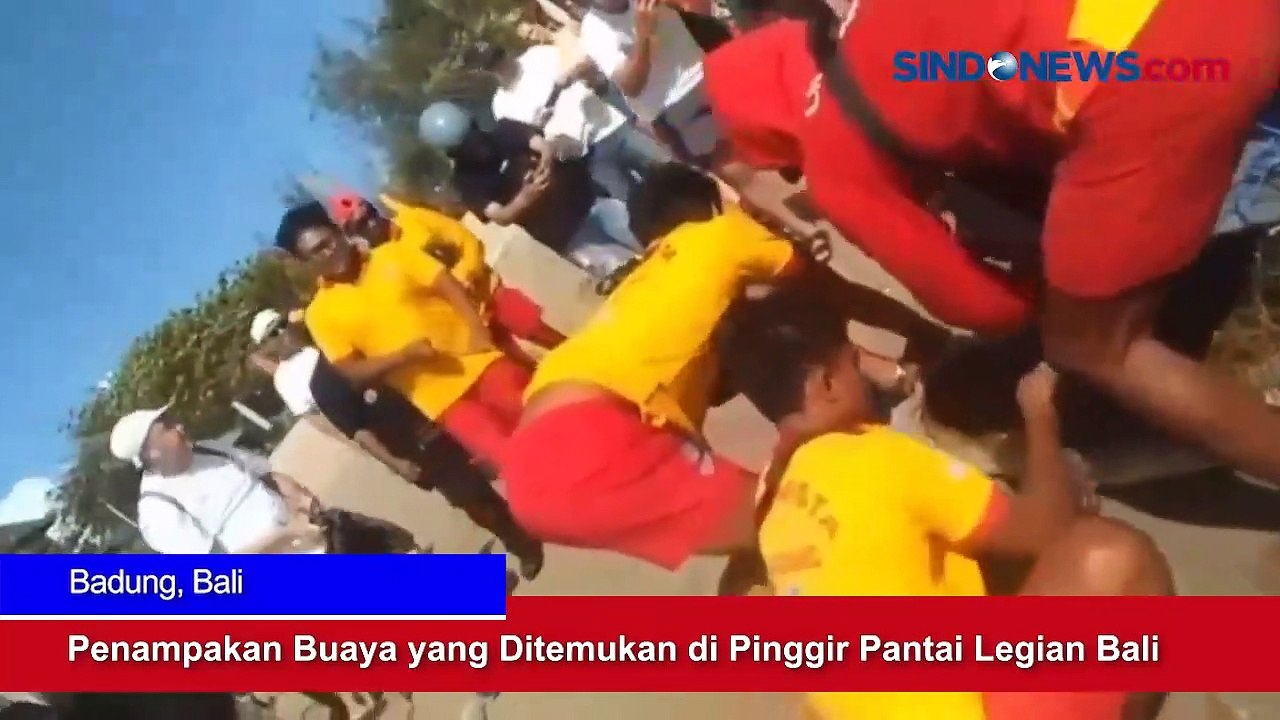 Penampakan Buaya yang Ditemukan di Pinggir Pantai Legian Bali