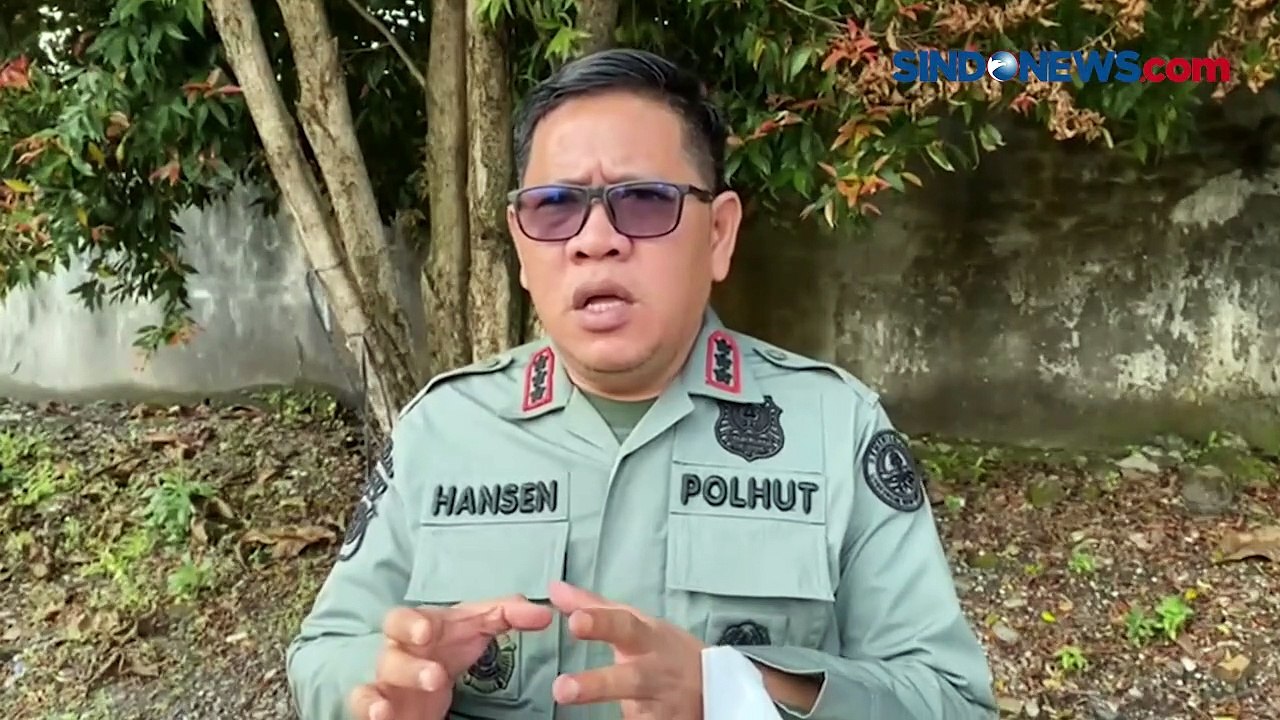 Seram, Pekerja Penanam Kayu di Riau Kritis setelah Diserang Harimau