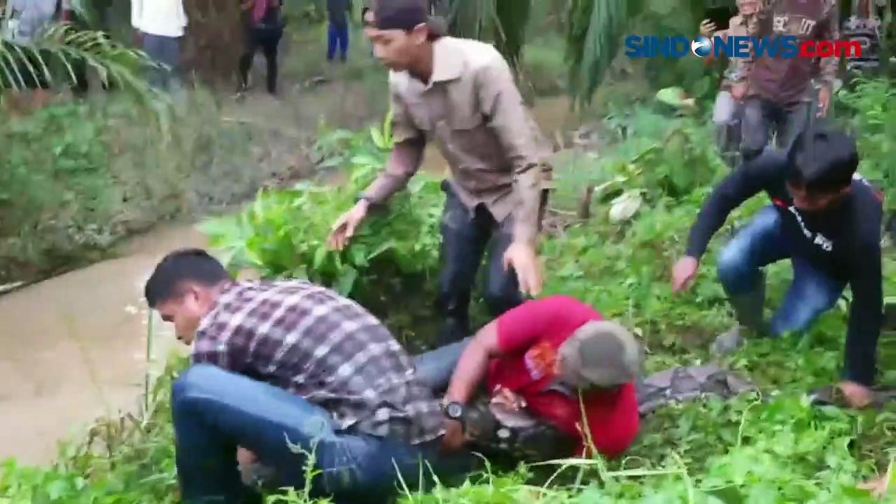 Proses Evakuasi Ular Sanca Batik Delapan Meter...