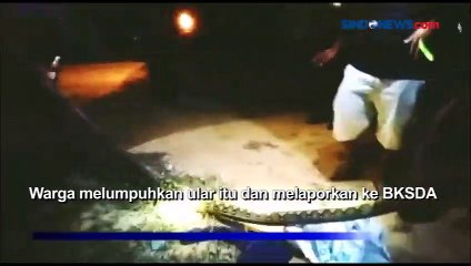 Cari Mangsa, Ular Piton 3 Meter Masuk Permukiman di Kendari