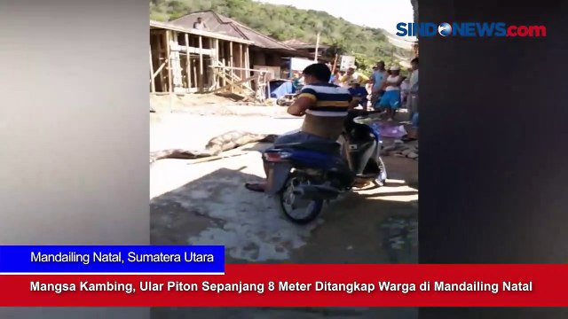 Mangsa Kambing, Ular Piton Sepanjang 8 Meter Ditangkap Warga di Mandailing Natal