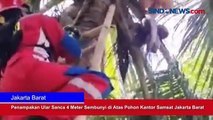 Penampakan Ular Sanca 4 Meter yang Sembunyi di Atas Pohon Kantor Samsat Jakarta Barat